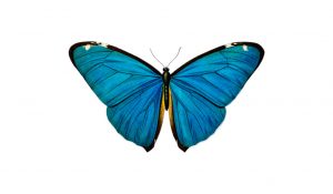 Louise Michel quotes butterfly 1