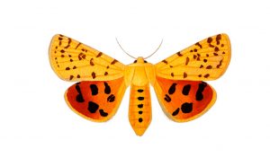 Louise Michel quotes butterfly 7