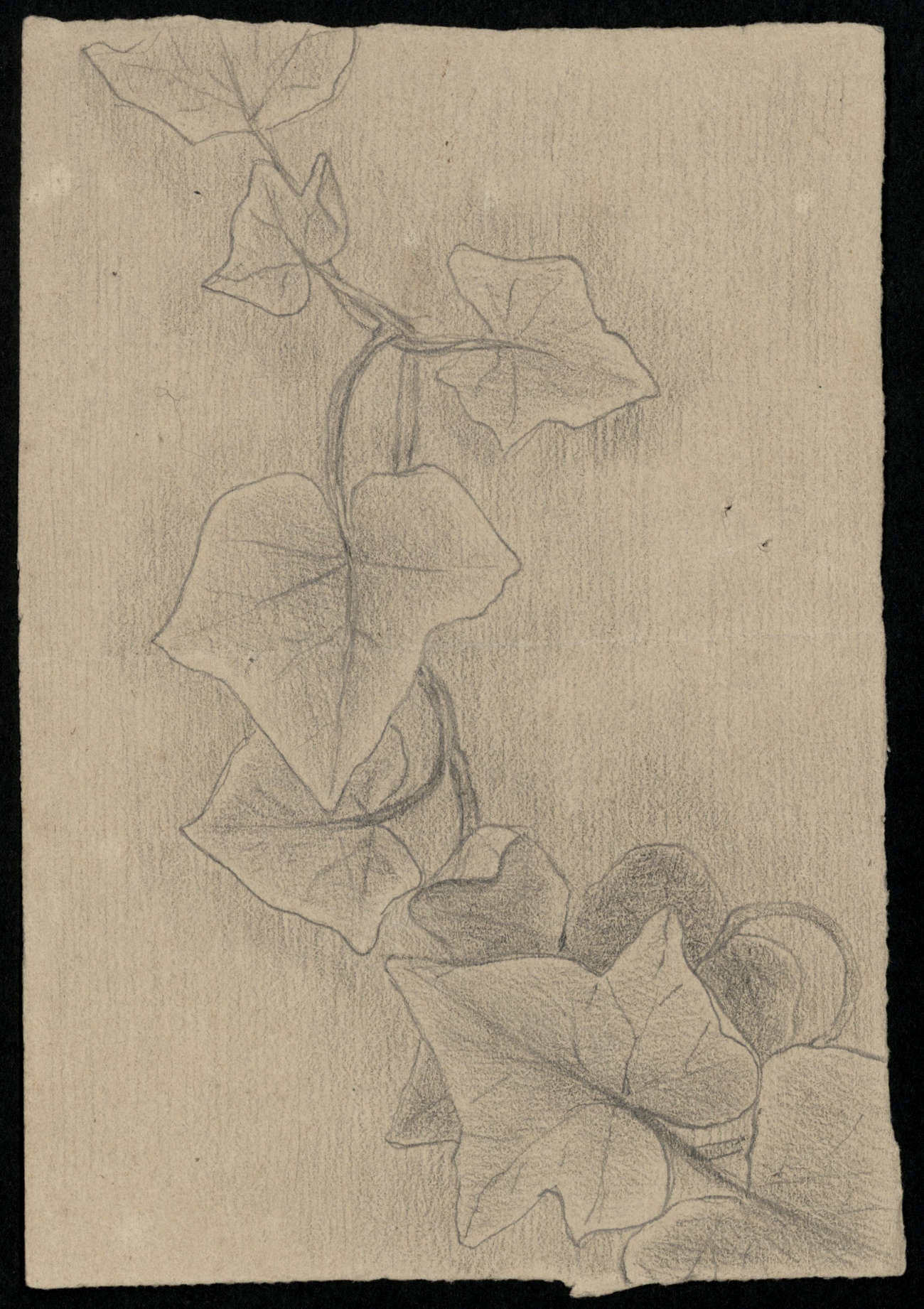 Louise Michel pencil drawing of ivy for Theophile Ferre in prison after Paris Commune 1871