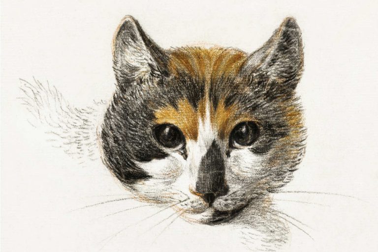 Louise michel letter about her cats 1883